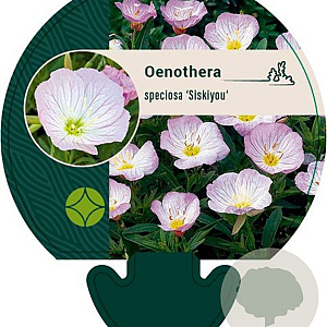 Oenothera speciosa 'Siskiyou' GM P9