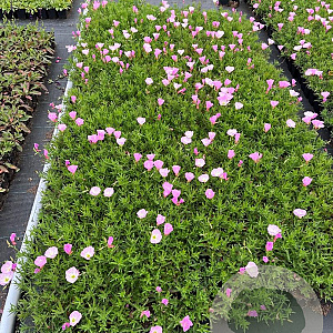 Oenothera speciosa 'Siskiyou' GM P9