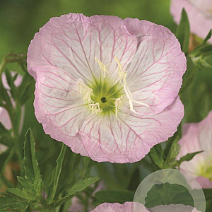 Oenothera speciosa 'Siskiyou' GM P9