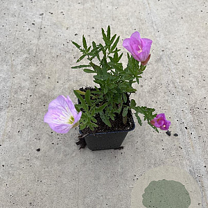 Oenothera speciosa 'Siskiyou' GM P9