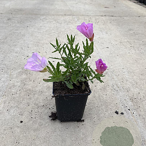 Oenothera speciosa 'Siskiyou' GM P9