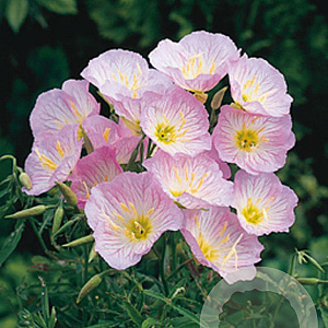 Oenothera speciosa 'Siskiyou' GM P9