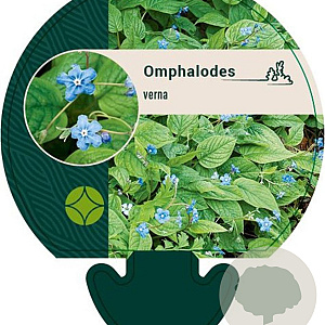 Omphalodes verna GM P9