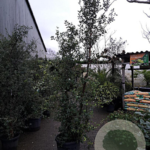 Quercus suber 200-250 cm cont. 70L meerstammig