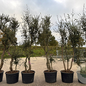 Quercus suber 275-300 cm container meerstammig solitair