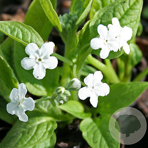 Omphalodes verna 'Alba' GM P9