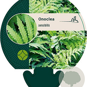 Onoclea sensibilis GM P9