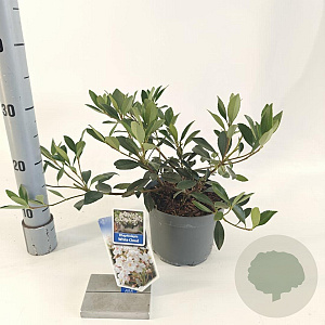 Rhaphiolepis indica 'White Cloud' 20-30 cm 2,0L