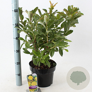 Rhododendron (AK) 'Anneke' 30-40 cm 5,0L
