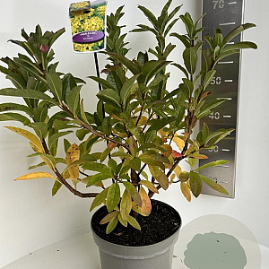 Rhododendron (AK) 'Anneke' 40-50 cm 5,0L