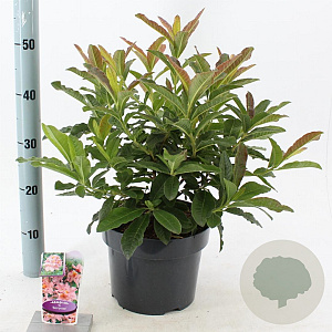 Rhododendron (AK) 'Berryrose' 30-40 cm 5,0L