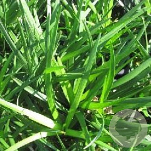 Ophiopogon planiscapus GM P9