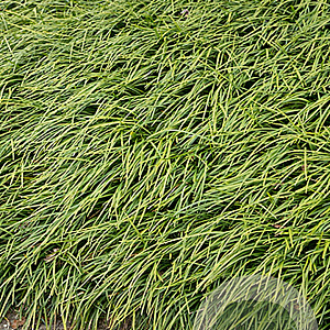 Ophiopogon planiscapus GM P9