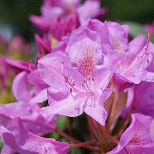 Rhododendron 'English Roseum' 150-175 cm draadkluit struik