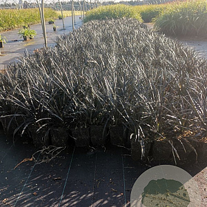 Ophiopogon plan. 'Niger' GM P9