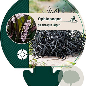 Ophiopogon plan. 'Niger' GM P9