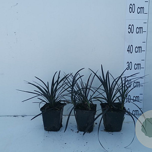 Ophiopogon plan. 'Niger' GM P9