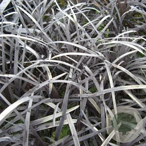 Ophiopogon plan. 'Niger' GM P9