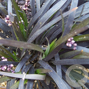 Ophiopogon plan. 'Niger' GM P9