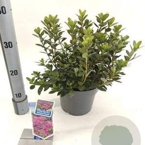 Rhododendron (AJ) Geisha Purple 20-25 cm 3,0L