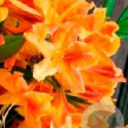 Rhododendron (AK) 'Golden Flare' 30-40 cm 5,0L met knop