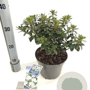 Rhododendron (AJ) 'Hisako' 20-25 cm 3,0L