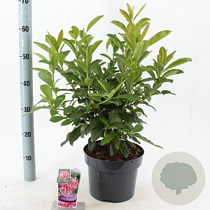 Rhododendron (AV) 'Jolie Madame' 30-40 cm 5,0L