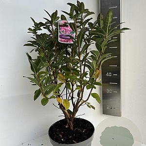 Rhododendron (AV) 'Jolie Madame' 40-50 cm 5,0L