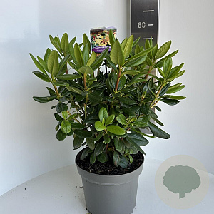 Rhododendron 'Nancy Evans' 40-50 cm 5,0L