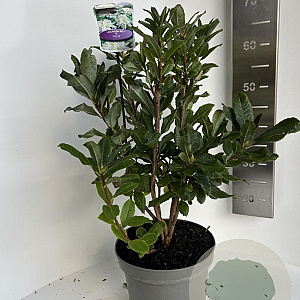 Rhododendron (AK) 'Persil' 40-50 cm 5,0L