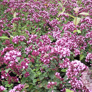 Origanum 'Rosenkuppel' GM P9