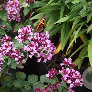 Origanum 'Rosenkuppel' GM P9