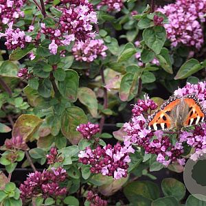 Origanum 'Rosenkuppel' GM P9