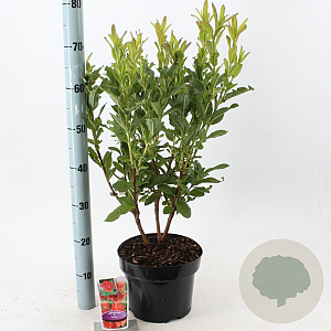 Rhododendron (AK) 'Satan' 30-40 cm 5,0L