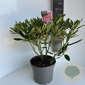 Rhododendron 'Tortoiseshell Orange' 40-50 cm 5,0L