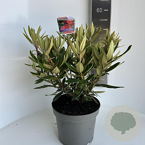 Rhododendron 'Vulcan's Flame' 40-50 cm 5,0L