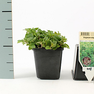 Origanum vulgare GM P9