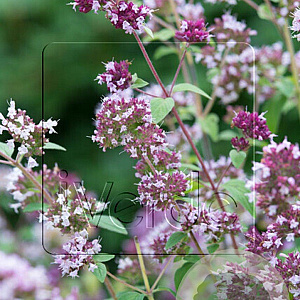 Origanum vulgare GM P9