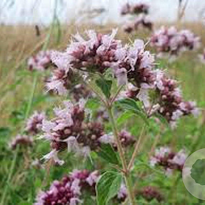 Origanum vulgare GM P9