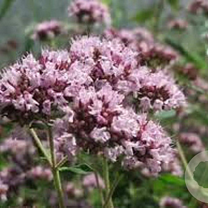 Origanum vulgare GM P9