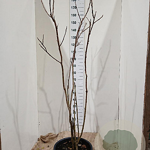 Rhus typhina 175-200 cm 35L solitair