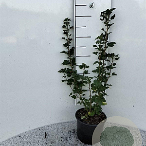 Ribes alpinum 30-40 cm 2,0L