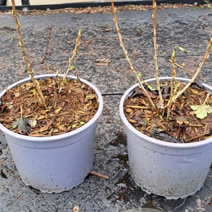 Ribes alpinum plantgoed 2,0L