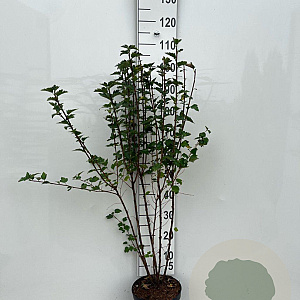 Ribes alpinum 'Schmidt' 80-100 cm 5,0L