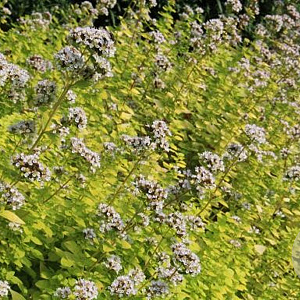 Origanum vulg. 'Thumble's Variety' GM P9