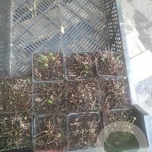 Osmunda regalis GM P9