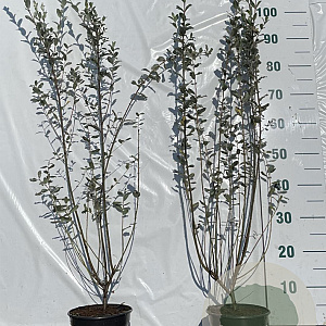 Salix repens 60-80 cm 2,0L