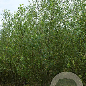 Salix triandra 400-450 cm draadkluit struik