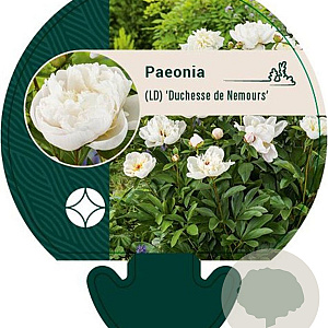 Paeonia (LD) 'Duchesse de Nemours' GM  P11