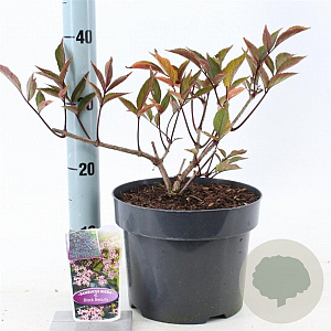Sambucus nigra Black Beauty 30-40 cm 5,0L